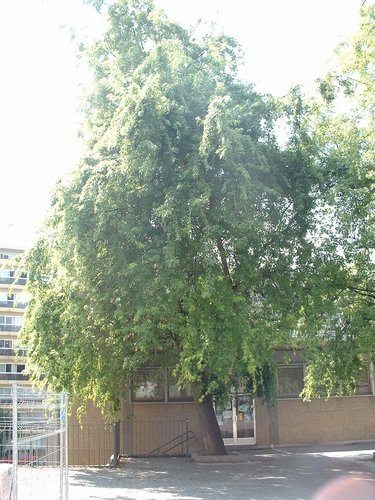 Acer saccharinum var. laciniatum – Koekelberg, Avenue de la Basilique –  01 Août 2003