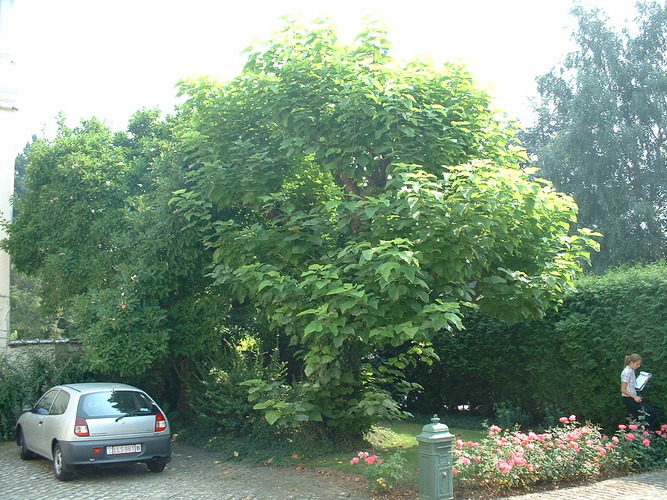 Catalpa commun – Berchem-Sainte-Agathe, Rue Openveld, 90-92 –  08 Août 2003