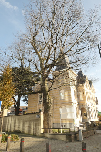 Chêne rouge d'Amérique – Berchem-Sainte-Agathe, Avenue Charles-Quint, 580 –  18 Novembre 2021