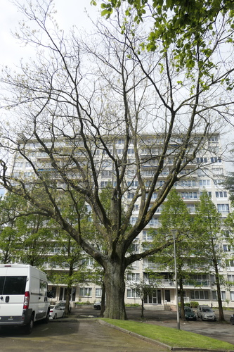 Amerikaanse eik – St.- Agatha - Berchem, Jean Monnetpark, Jean Monnetpark, 2001-2124 –  24 April 2024