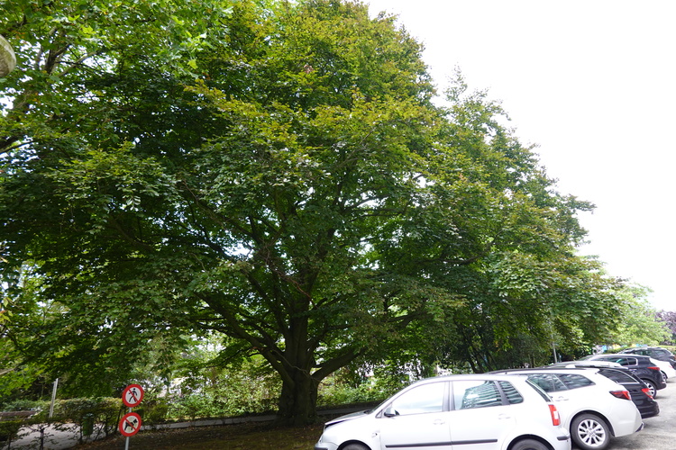 Hêtre pourpre – Berchem-Sainte-Agathe, Parc Jean Monnet, Rue des Châlets –  09 Septembre 2025
