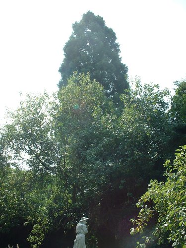 Sequoia géant – Berchem-Sainte-Agathe, Rue Kasterlinden, 69 –  21 Août 2003