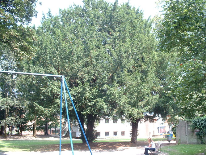 Venijnboom – St.- Agatha - Berchem, Sint-Molenpark, Soldatenstraat, 21 –  21 August 2003