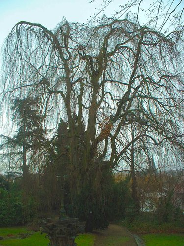Hêtre pleureur de Borny/Hêtre drapé – Uccle, Avenue Circulaire, 70 –  09 Janvier 2004