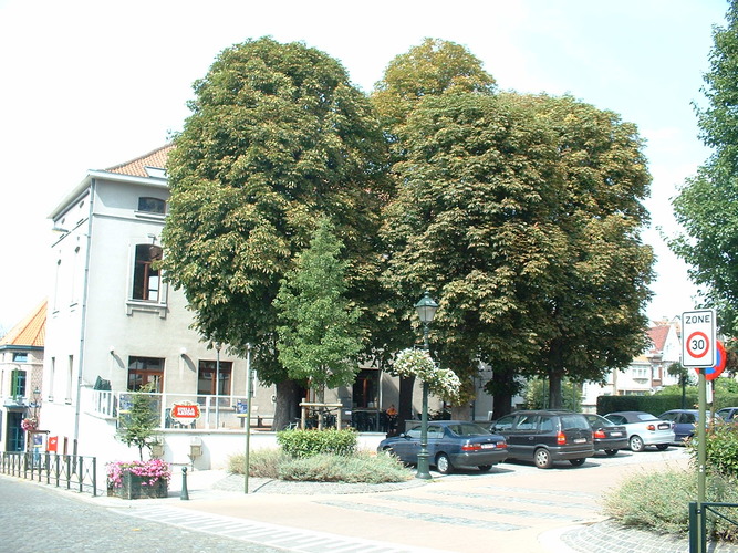 Marronnier commun – Berchem-Sainte-Agathe, Rue Jean-Baptiste Vandendriesch, 19 –  21 Août 2003