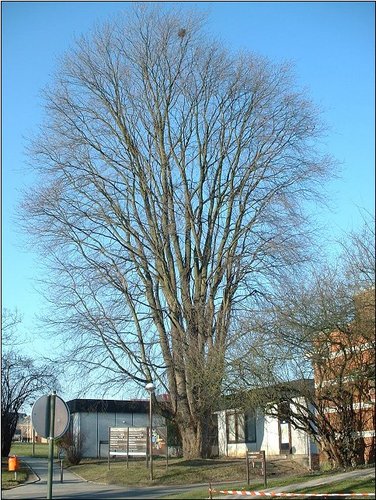 Witte esdoorn – Brussel, Landschap van het Brugmann Hospitaal, Ernest Masoinlaan, 4 –  15 February 2003