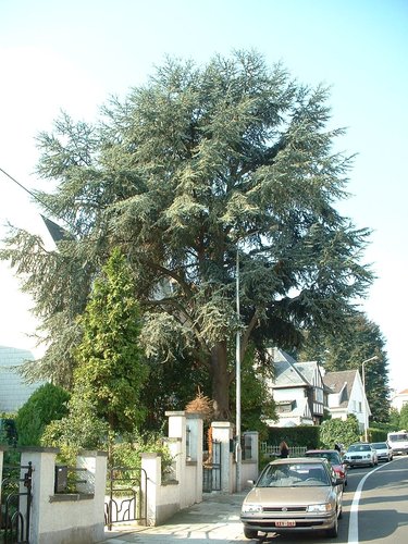 Cèdre bleu de l'Atlas – Berchem-Sainte-Agathe, Avenue René Comhaire, 77 –  08 Septembre 2003
