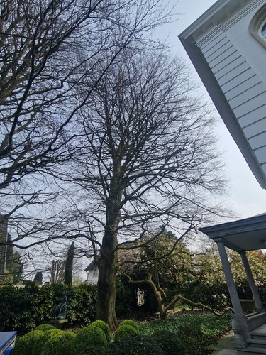 Hêtre pourpre &ndash; Berchem-Sainte-Agathe, Avenue René Comhaire, 59 &ndash;  23 Mars 2026