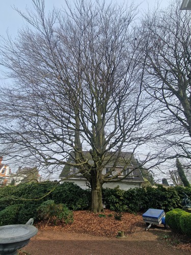 Rode beuk &ndash; St.- Agatha - Berchem, René Comhairelaan, 59 &ndash;  23 Maart 2026