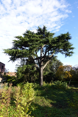 Cèdre de l'Himalaya – Berchem-Sainte-Agathe, Avenue de la Basilique, 14 –  08 Octobre 2019