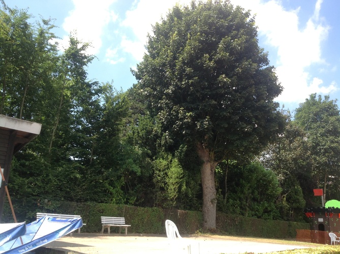 Acer pseudoplatanus 'Purpurascens' – Berchem-Sainte-Agathe, Avenue de la Basilique, 14 –  25 Juillet 2013