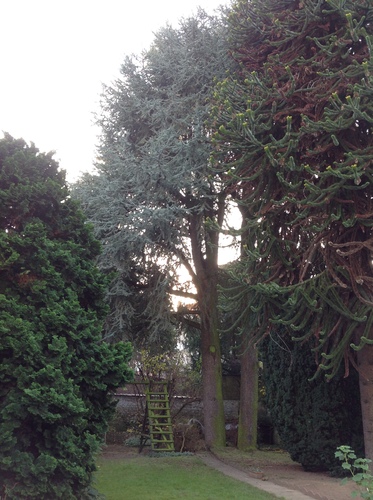 Blauwe ceder – Ganshoren, Georges Simpsonstraat, 44 –  09 December 2013