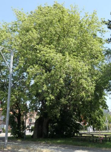 Erable à feuilles de frêne – Ganshoren, Square du Centenaire –  27 Mai 2020