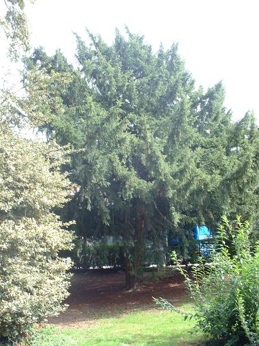 Venijnboom – Ganshoren, Hervormingslaan, 63 –  16 September 2003