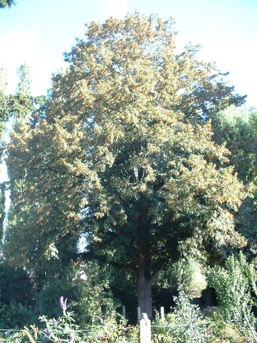 Tilleul à petites feuilles – Molenbeek-Saint-Jean, Rue Joseph Schols, 62 –  15 Septembre 2003