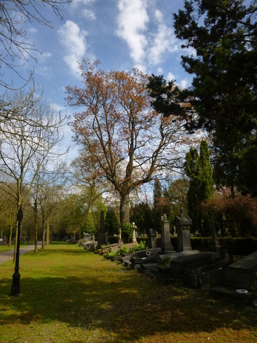 Erable plane – Evere, Cimetière de Bruxelles, cimetière –  08 Avril 2014