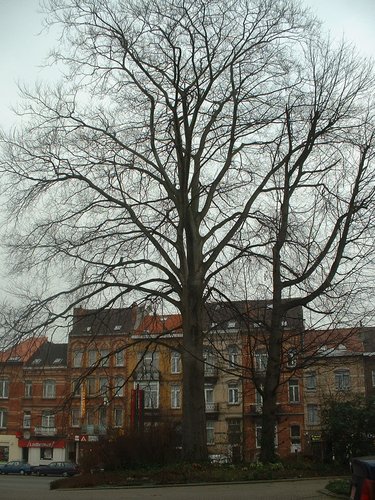 Hêtre pourpre – Anderlecht, Chaussée de Ninove, 548 –  13 Février 2004
