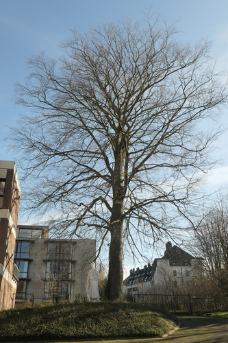 Hêtre pourpre – Anderlecht, Chaussée de Ninove, 548 –  24 Février 2022