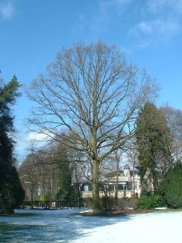 Chêne pédonculé – Uccle, Avenue du Prince d'Orange, 32 –  27 Février 2004