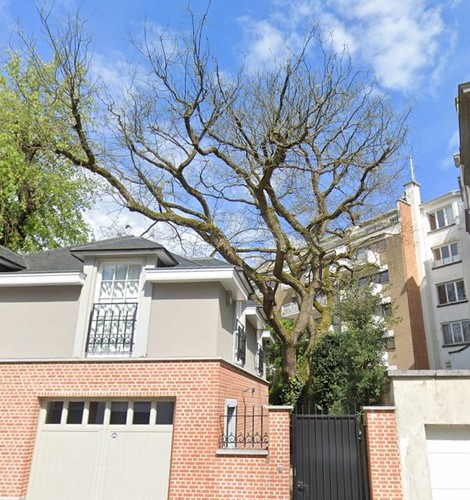 Sophora du Japon &ndash; Uccle, Rue Marianne, 40 &ndash;  12 Octobre 2012