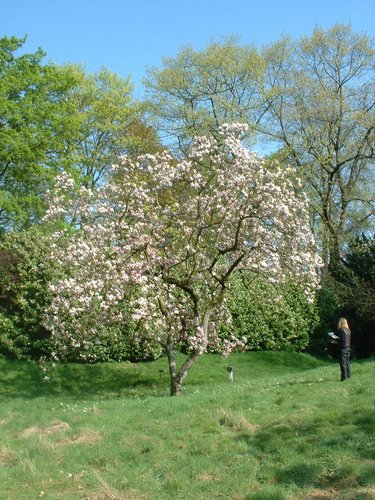 Magnolier de Soulange – Uccle, Avenue des Sorbiers, 6 –  23 Avril 2004