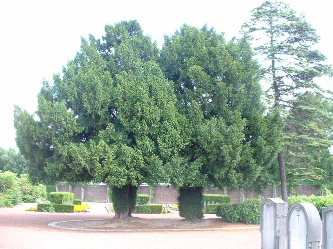 If commun – Molenbeek-Saint-Jean, Cimetière de Molenbeek-Saint-Jean, cimetière –  28 Juin 2004