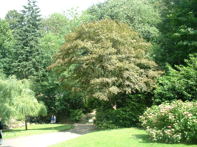 Erable palmé – Schaerbeek, Parc Josaphat, parc –  29 Juin 2004