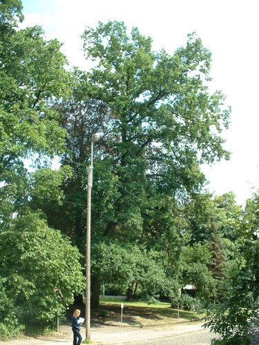 Chêne pédonculé – Molenbeek-Saint-Jean, Rue Paloke, 77 –  06 Juillet 2004