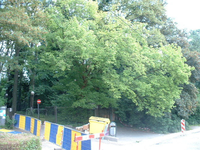 Erable à feuilles de frêne – Molenbeek-Saint-Jean, Rue Paloke, 79 –  06 Juillet 2004