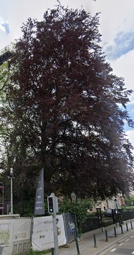 Rode beuk &ndash; St.- Pieters - Woluwe, Tervurenlaan, 245 &ndash;  08 Juli 2004