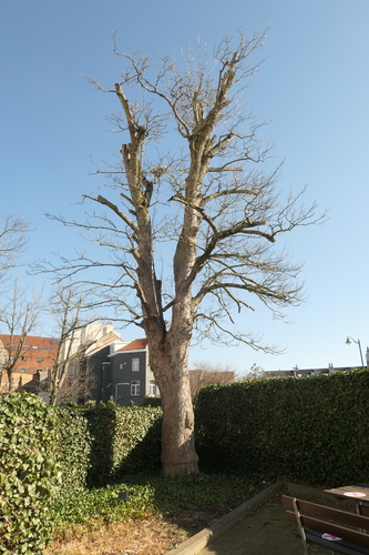Acer pseudoplatanus f. aureovariegatum – Molenbeek-Saint-Jean, Rue Osseghem, 53 –  28 Février 2022