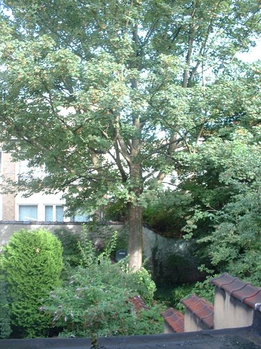 Erable sycomore – Molenbeek-Saint-Jean, Rue de Birmingham, 31 –  17 Août 2004