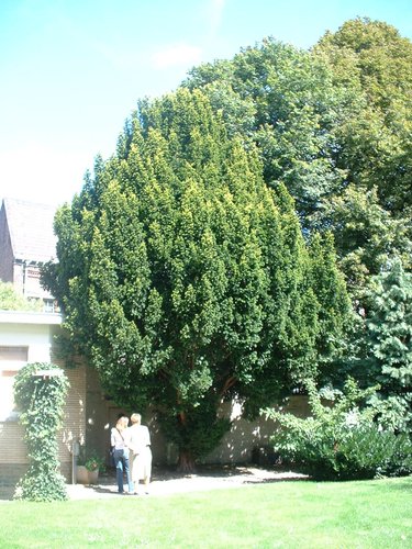 Ierse venijnboom – Sint-Jans-Molenbeek, Vandernootstraat, 29 –  18 August 2004