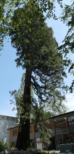 Mammoetboom – Jette, Park van de Sans Souci kliniek, Wereldtentoonstellingslaan, 218 –  18 Juni 2019