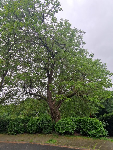 Trompetboom &ndash; Jette, Fernand Tonnetgaarde &ndash;  05 Mei 2026
