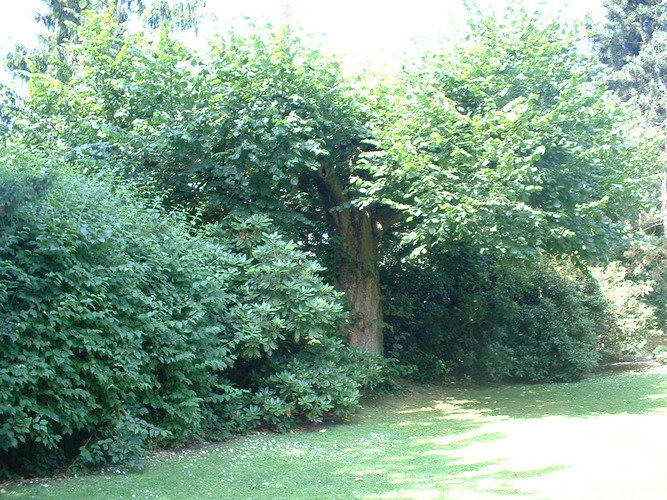 Tilleul à larges feuilles – Bruxelles, Champ du Vert Chasseur, 71a –  28 Juin 2005