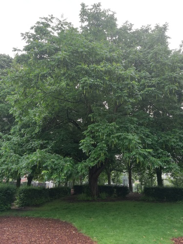 Ptérocaryer à feuilles de frêne – Jette, Parc de la Jeunesse, Avenue du Comté de Jette –  07 Juin 2018