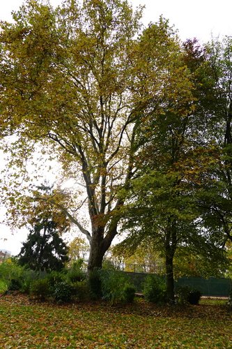Gewone plataan – Jette, Jeugdpark, Graafschap Jettelaan –  03 November 2025