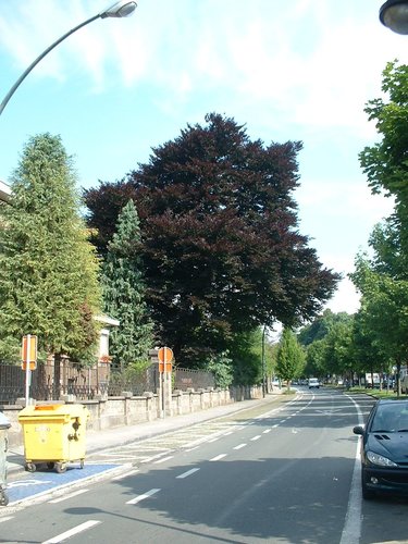Hêtre pourpre – Jette, Parc Roi Baudouin phase 1, Avenue du Sacré-Coeur, 4 –  15 Juillet 2005