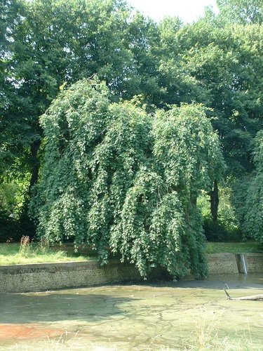 Treures – Jette, Koning Baudouwijnpark, parc –  15 Juli 2005