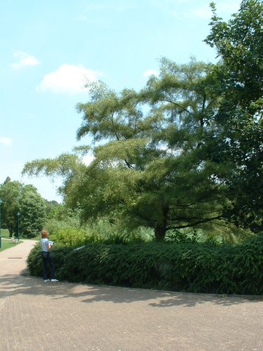 Alnus glutinosa var. imperialis – Jette, Koning Baudouwijnpark 2, parc –  15 Juli 2005