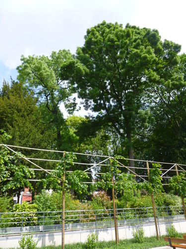 Acer platanoides f. crispum – Jette, Place de la Grotte et jardin public, Rue Léopold I –  26 Mai 2016
