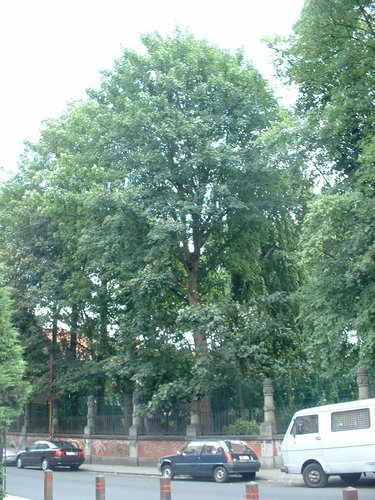Gewone esdoorn – Jette, Grotplein en openbare tuin, Leopold I straat –  19 Juli 2005