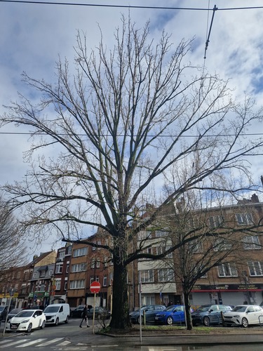 Peuplier noir &ndash; Jette, Place Philippe Werrie &ndash;  17 Février 2026