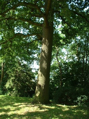 Chêne pédonculé – Auderghem, Parc Lambin, Avenue Léopold Florent Lambin –  03 Août 2005