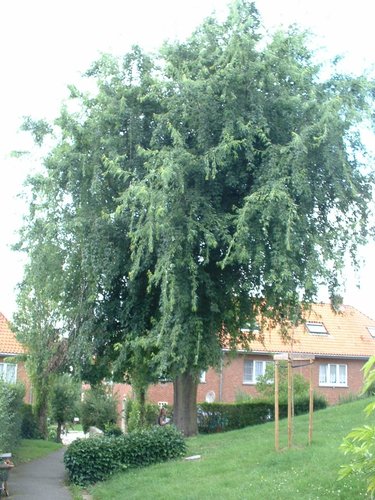 Acer saccharinum 'Aspleniifolium' – Oudergem, Emile Rotiersstraat –  02 August 2005
