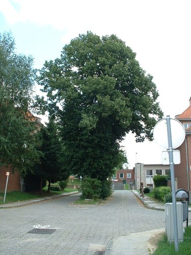 Tilleul à larges feuilles – Auderghem, Rue Franciscus Vandevelde –  02 Août 2005