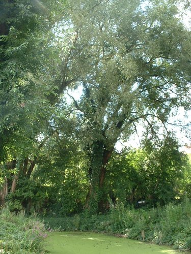 Saule blanc – Auderghem, Etang de la rue de la Vignette, autre: site semi-naturel –  04 Août 2005