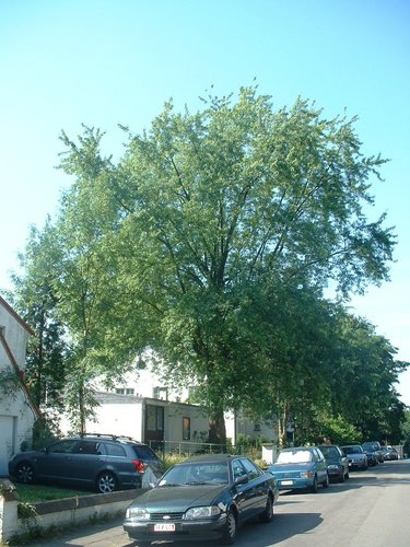 Acer saccharinum var. laciniatum – Oudergem, Louis Vercauterenlaan, 12 –  04 Juli 2006