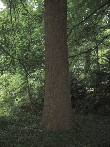 Frêne commun – Uccle, Parc Cherridreux, parc privé, 144D –  16 Août 2005